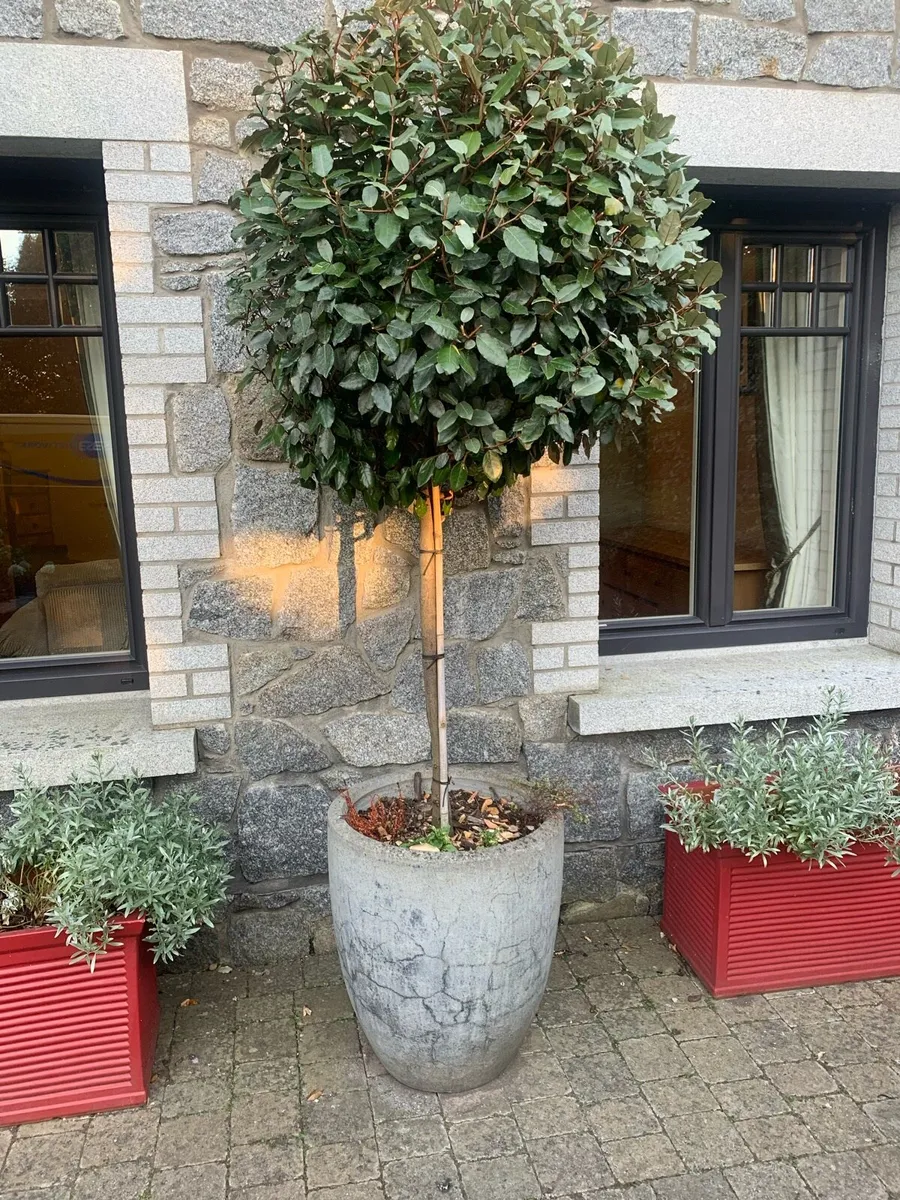 Lollipop shaped evergreen trees - Image 1
