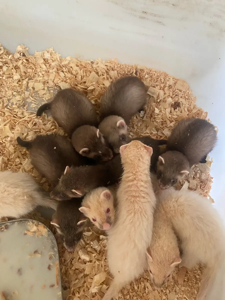 Ferret kits - Image 1