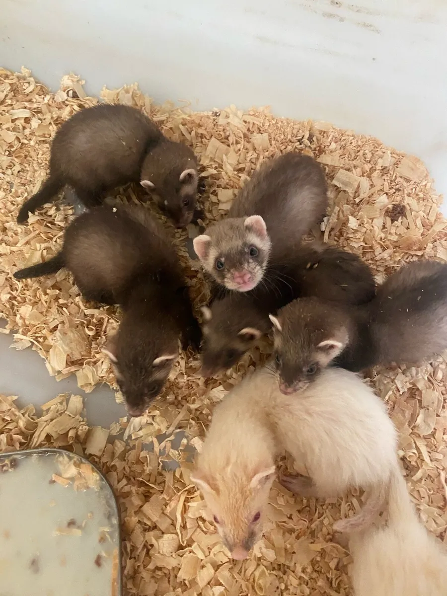 Ferret kits - Image 2