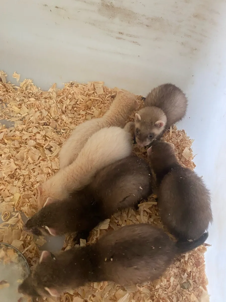 Ferret kits - Image 3