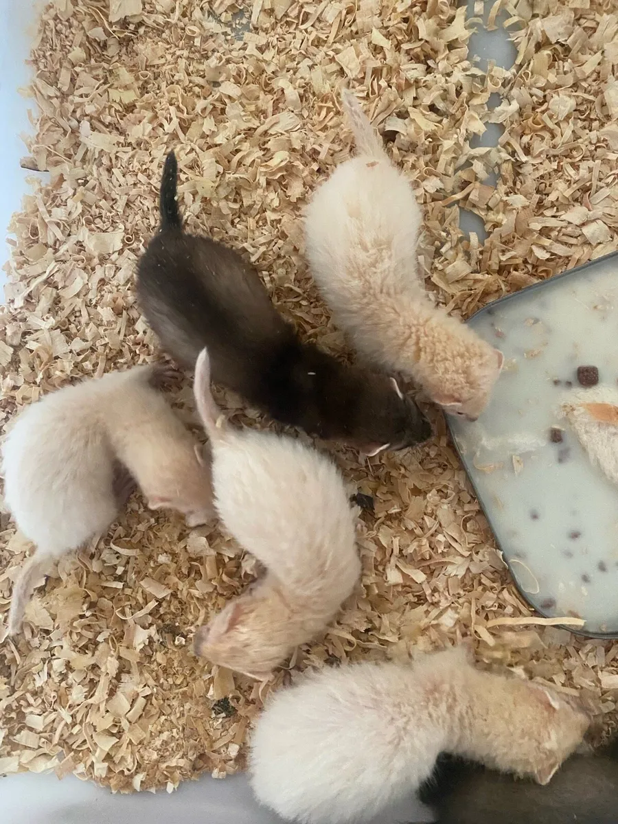 Ferret kits - Image 4