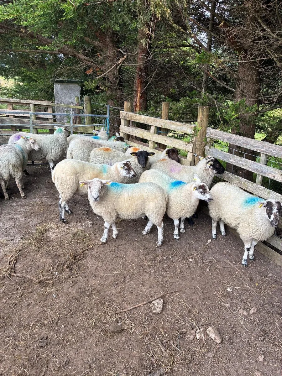 Sheep - Image 1