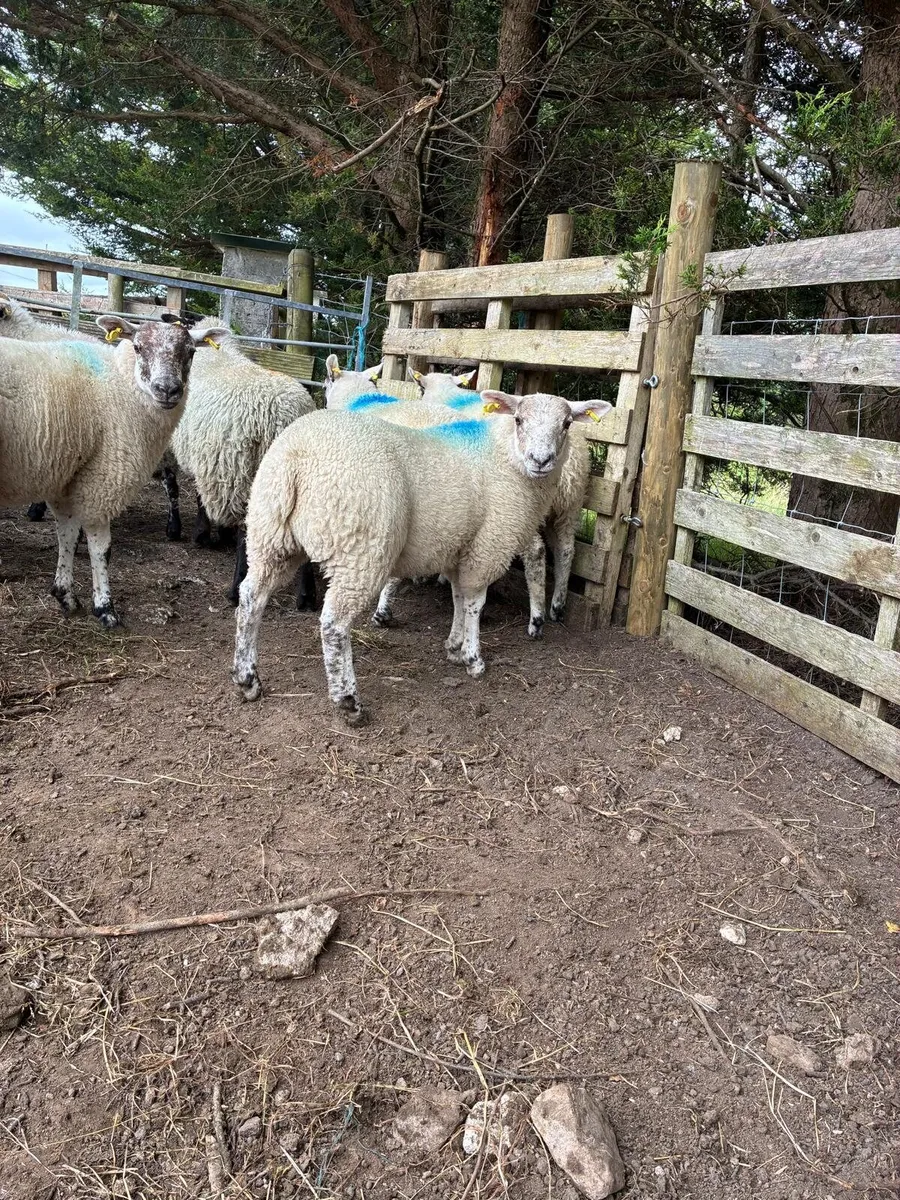 Sheep - Image 2