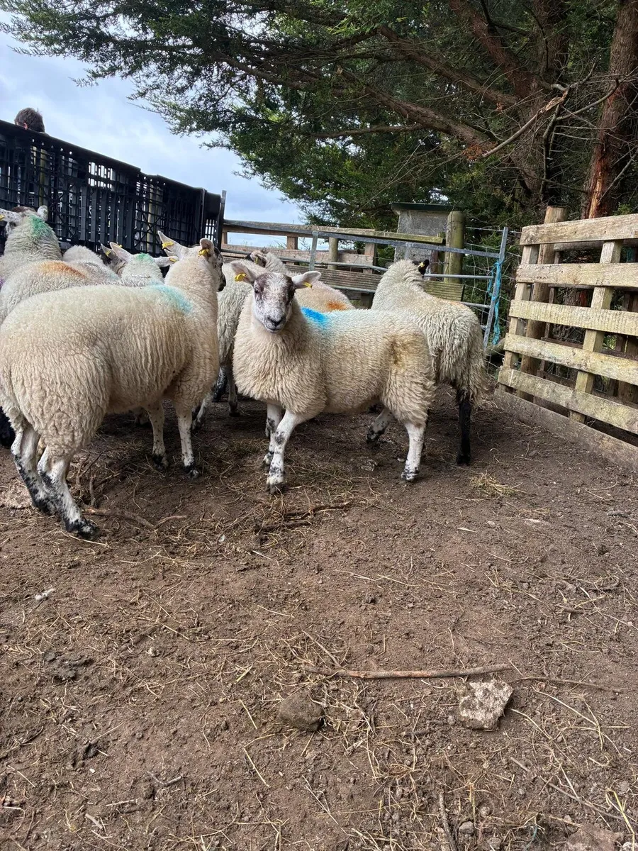Sheep - Image 3