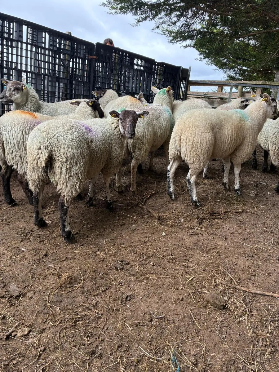 Sheep - Image 4