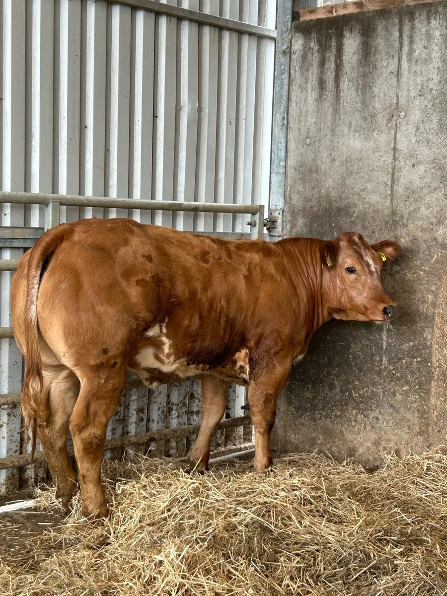 Serious Full Hybrid Blue Heifer - Image 1