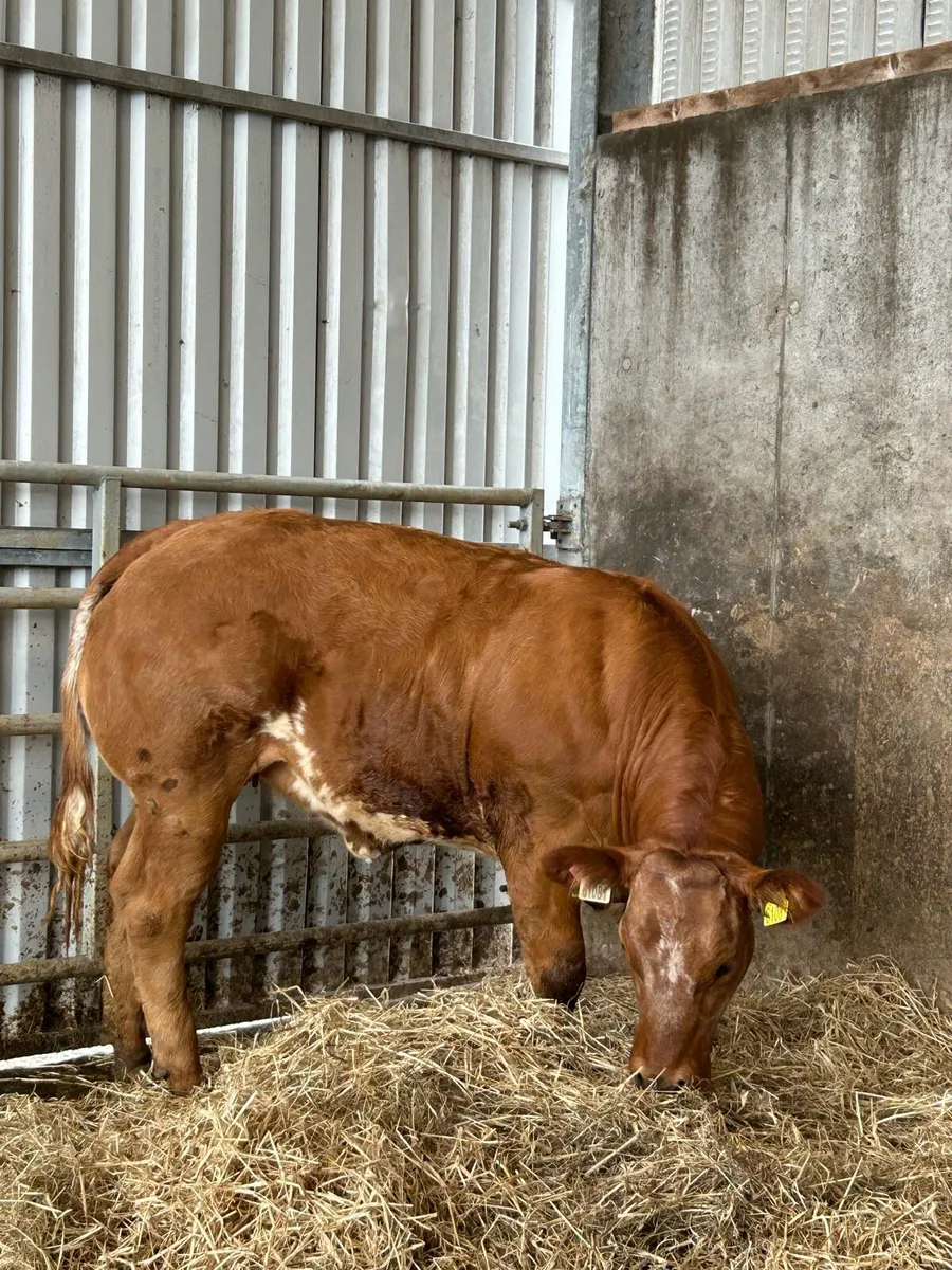Serious Full Hybrid Blue Heifer - Image 2