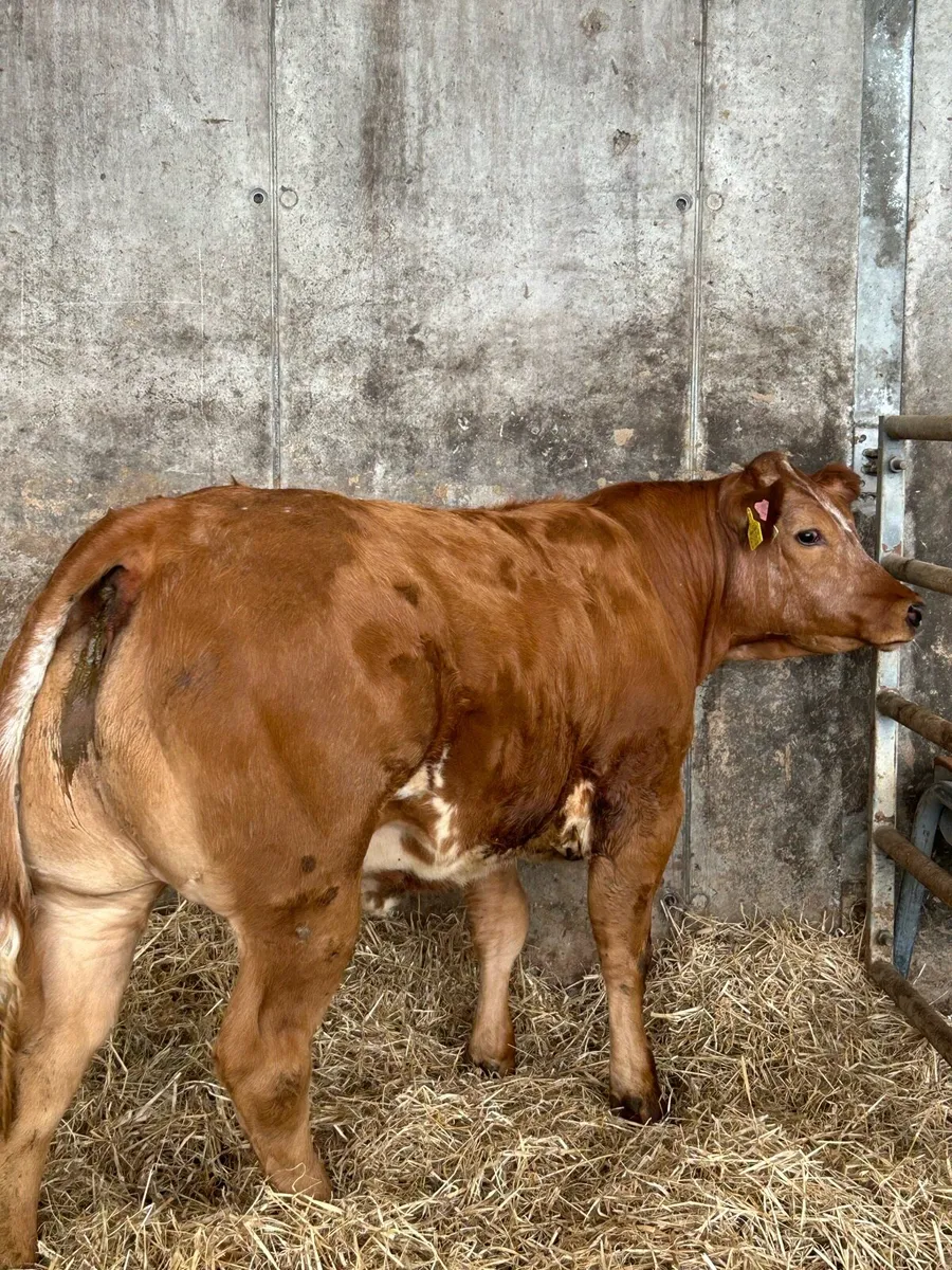Serious Full Hybrid Blue Heifer - Image 3