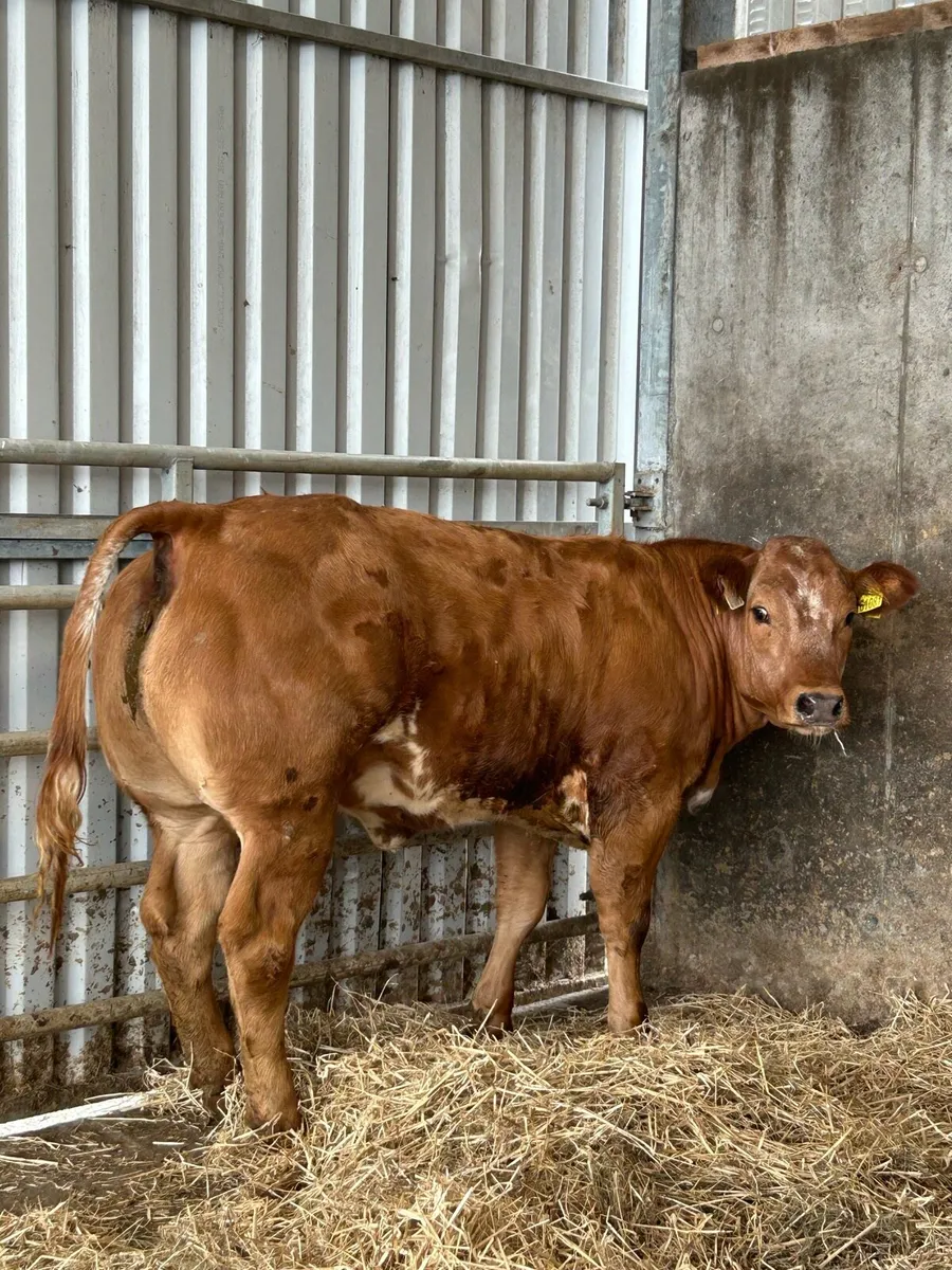 Serious Full Hybrid Blue Heifer - Image 4