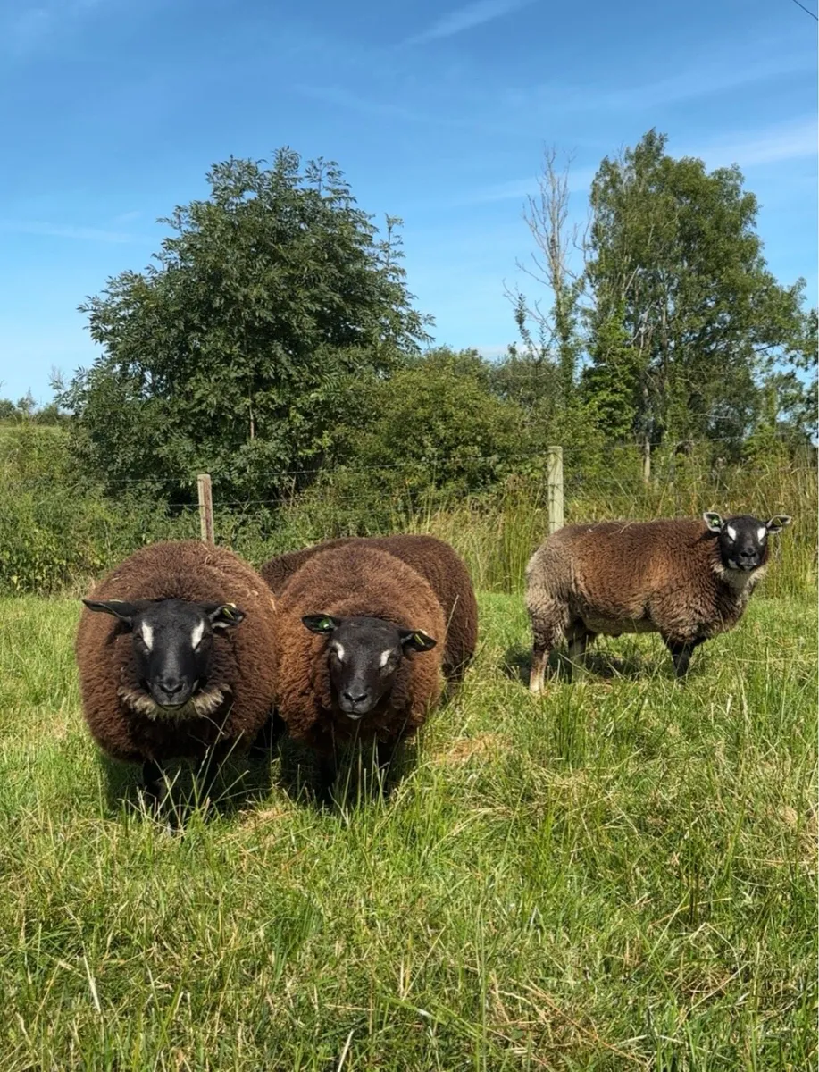 Dassenkop & Dutch Spotted lambs - Image 1