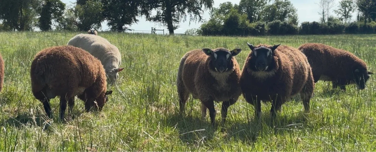 Dassenkop & Dutch Spotted lambs - Image 3