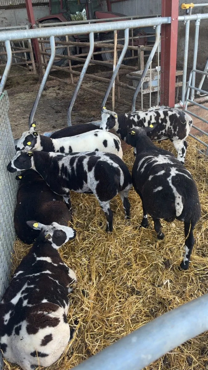 Dassenkop & Dutch Spotted lambs & Hogget - Image 3