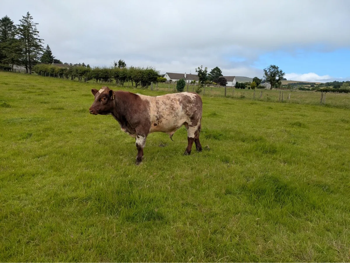 BEEF SHORTHORN BULL - Image 1