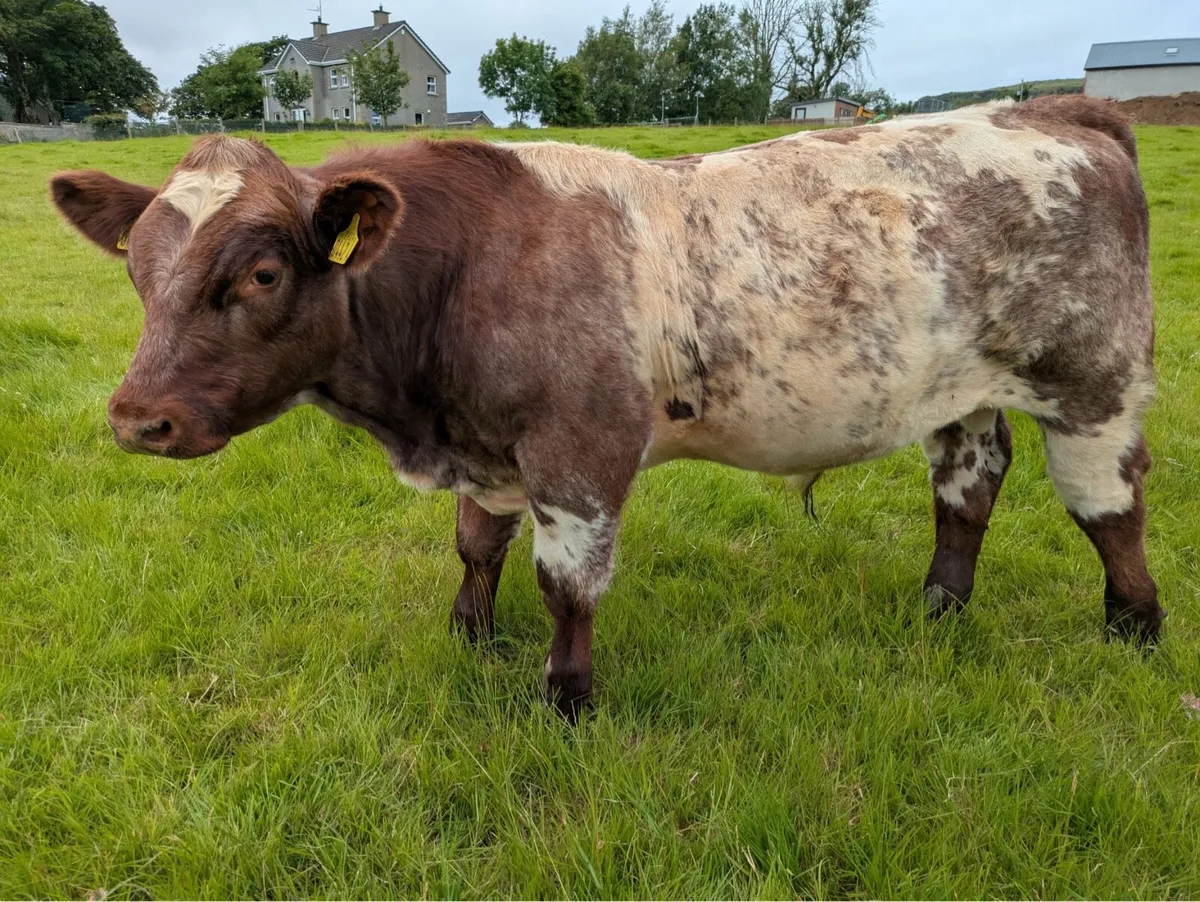 BEEF SHORTHORN BULL - Image 2