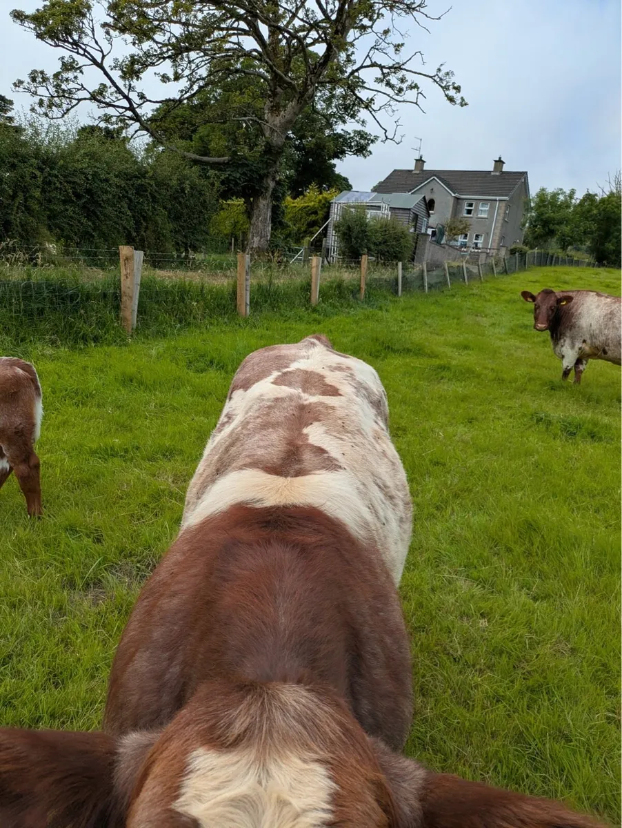 BEEF SHORTHORN BULL - Image 3