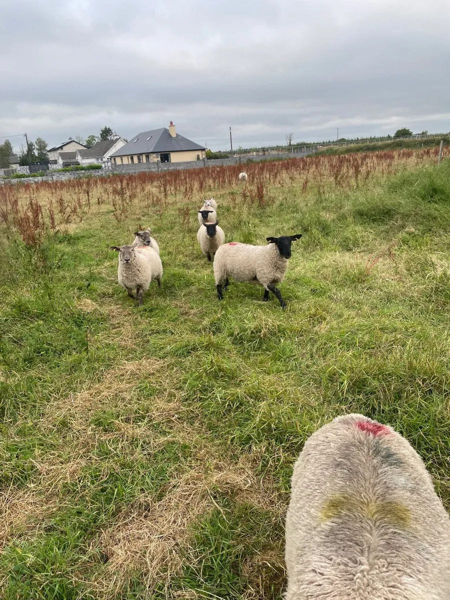 Lambs - Image 3