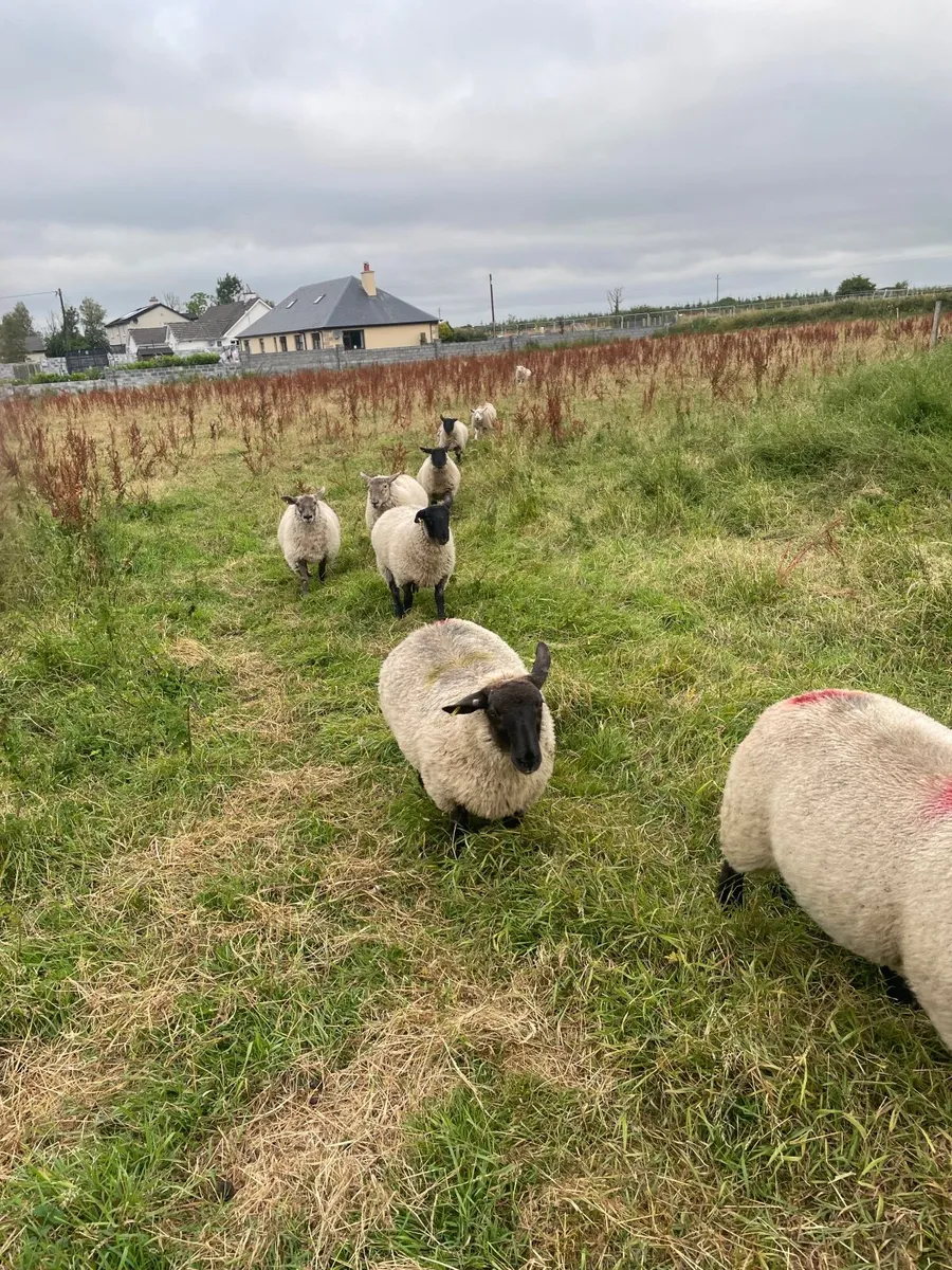 Lambs - Image 4
