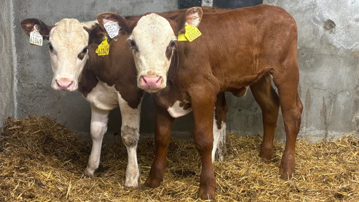 2 Super Red White Head Heifer Calves - Image 1
