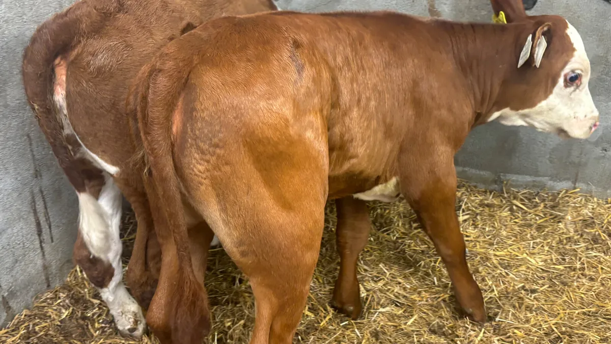 2 Super Red White Head Heifer Calves - Image 2