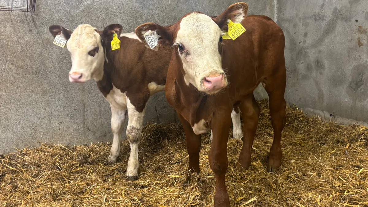 2 Super Red White Head Heifer Calves - Image 3
