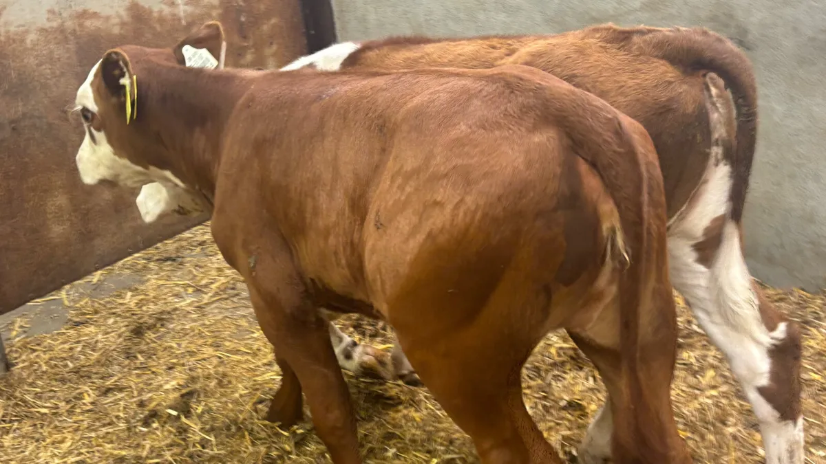 2 Super Red White Head Heifer Calves - Image 4