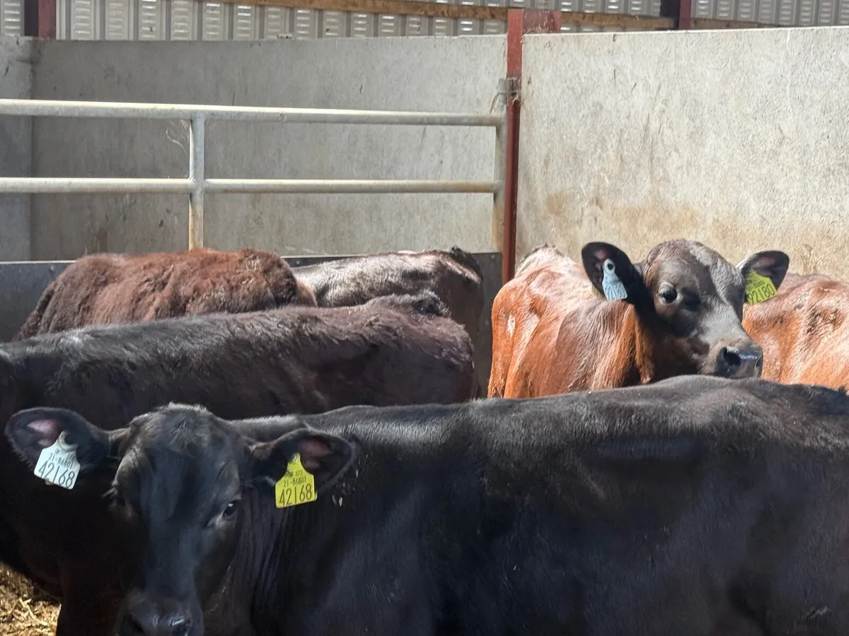 7 ANGUS BULL WEANLINGS ( HOMEBRED) - Image 3
