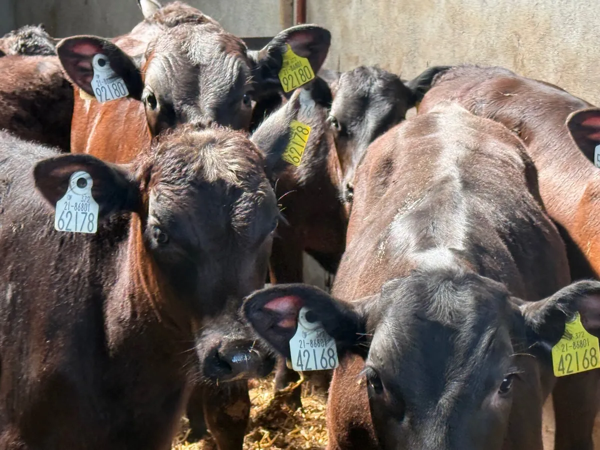 7 ANGUS BULL WEANLINGS ( HOMEBRED) - Image 4
