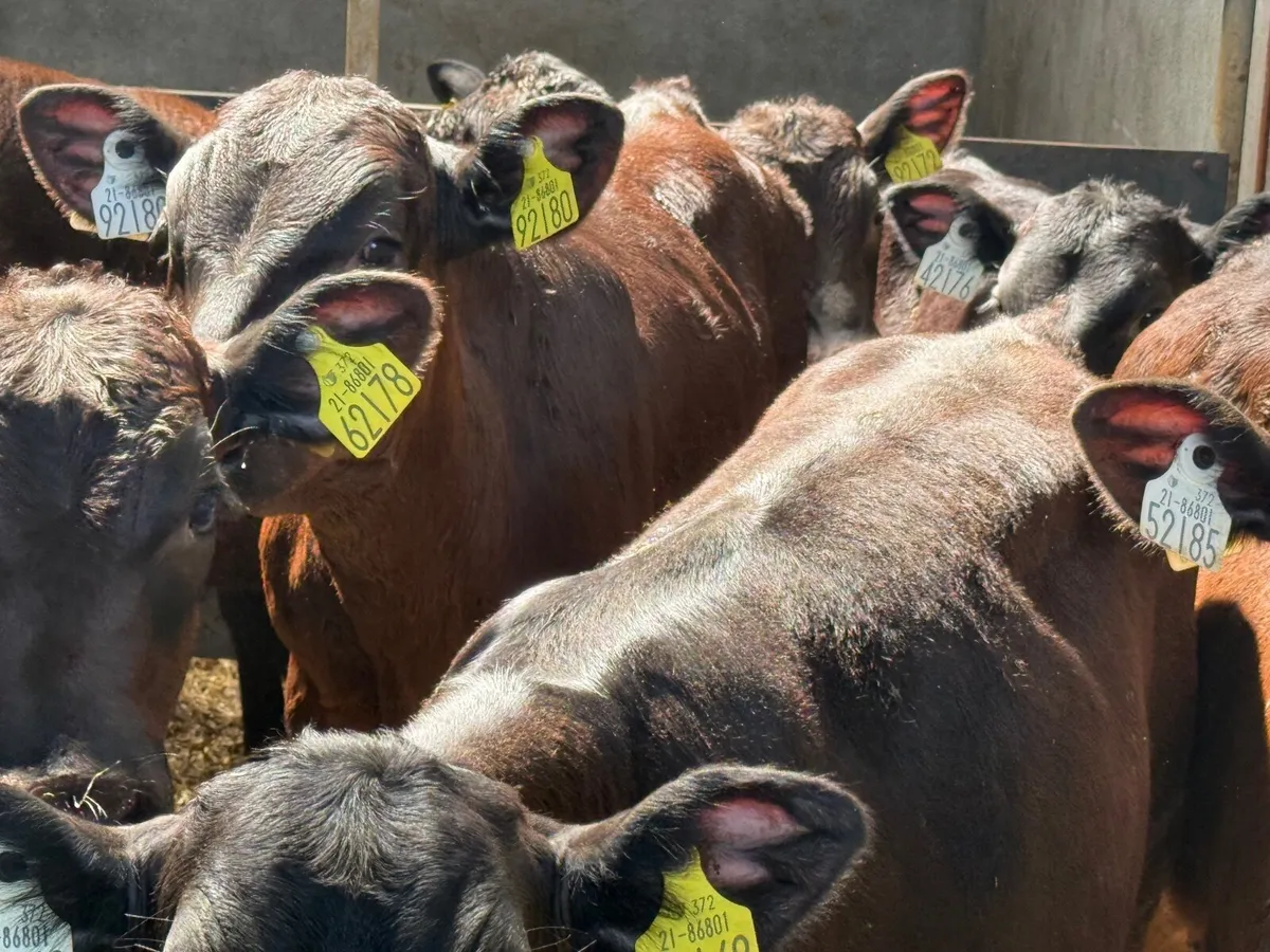 7 ANGUS BULL WEANLINGS ( HOMEBRED) - Image 2