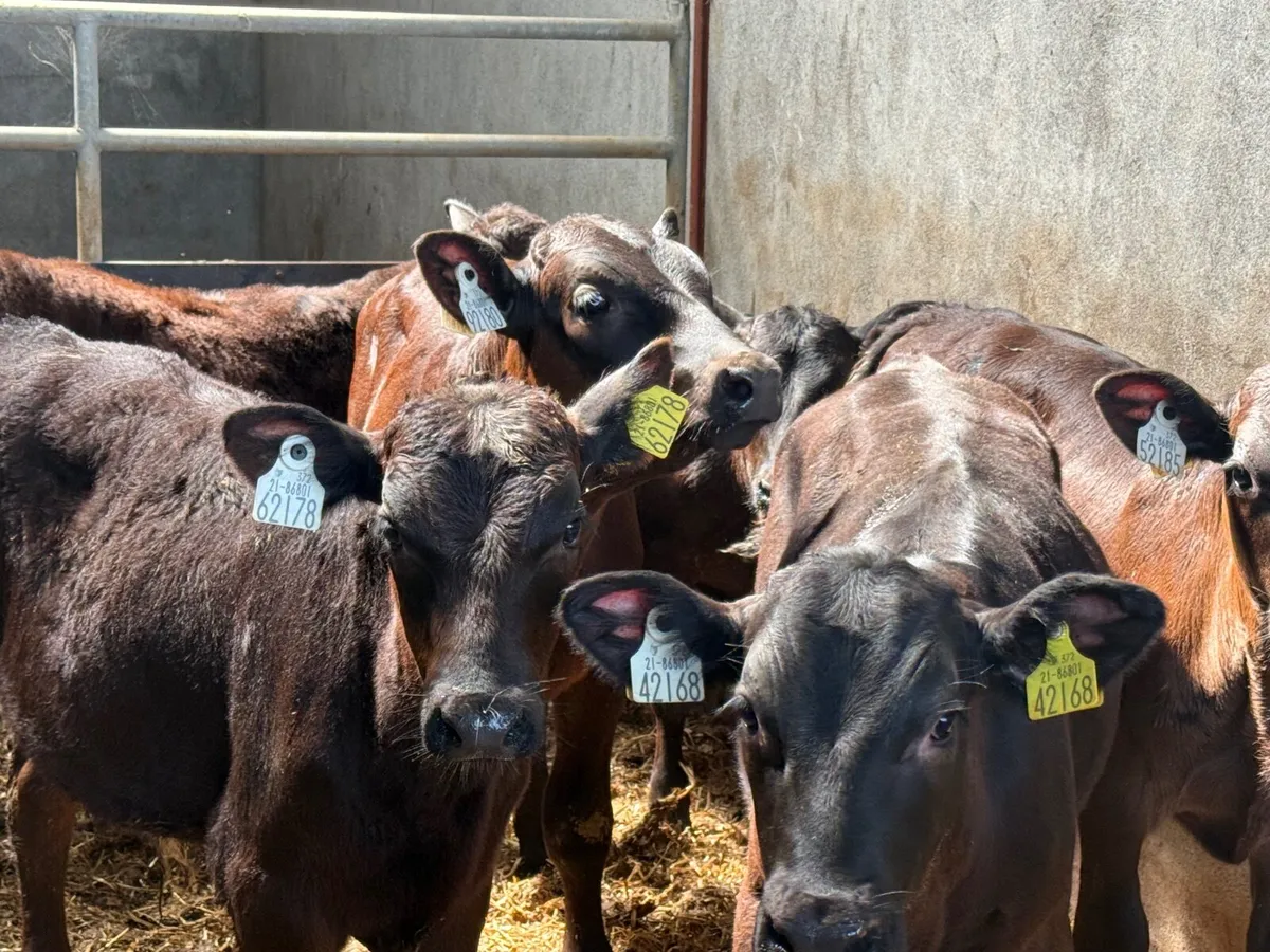 7 ANGUS BULL WEANLINGS ( HOMEBRED) - Image 1