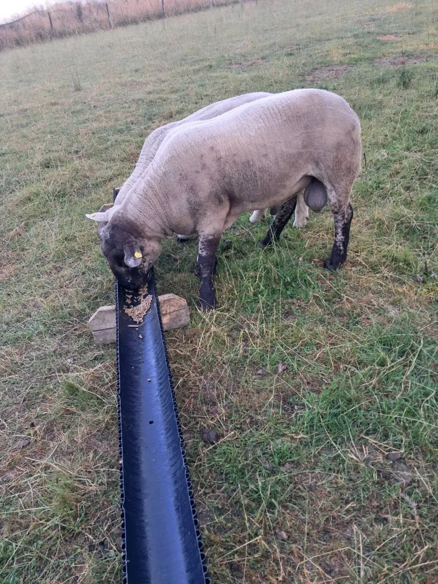 Suftex ram - Image 1