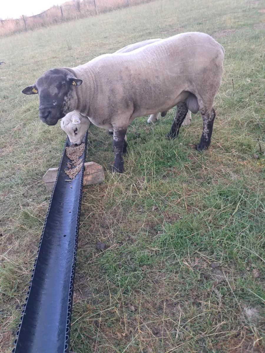 Suftex ram - Image 2