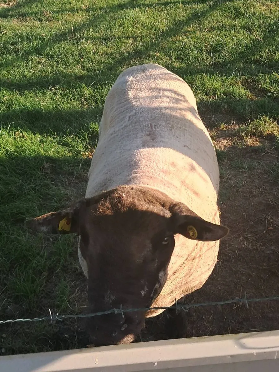 Suftex ram - Image 3