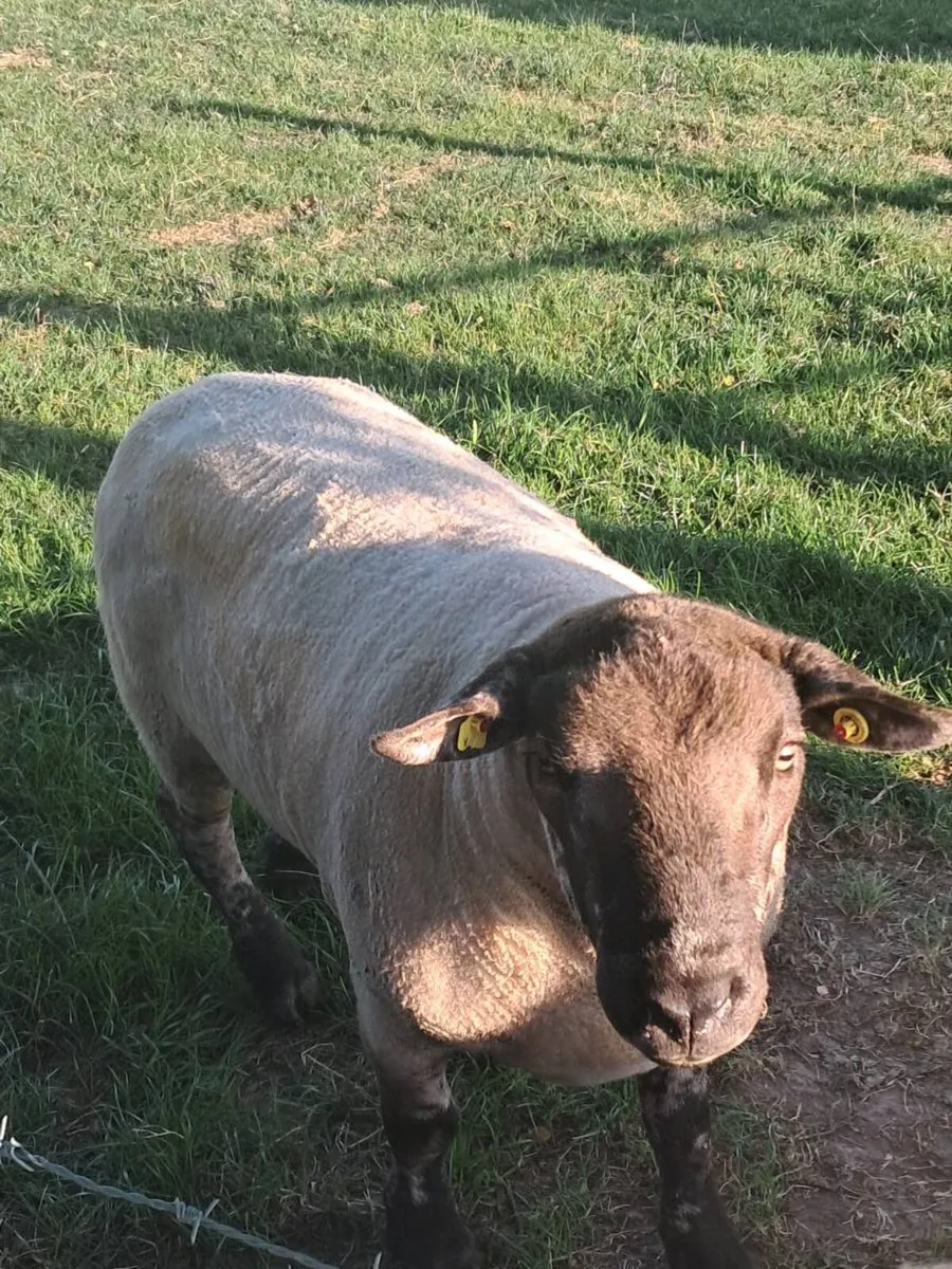 Suftex ram - Image 4