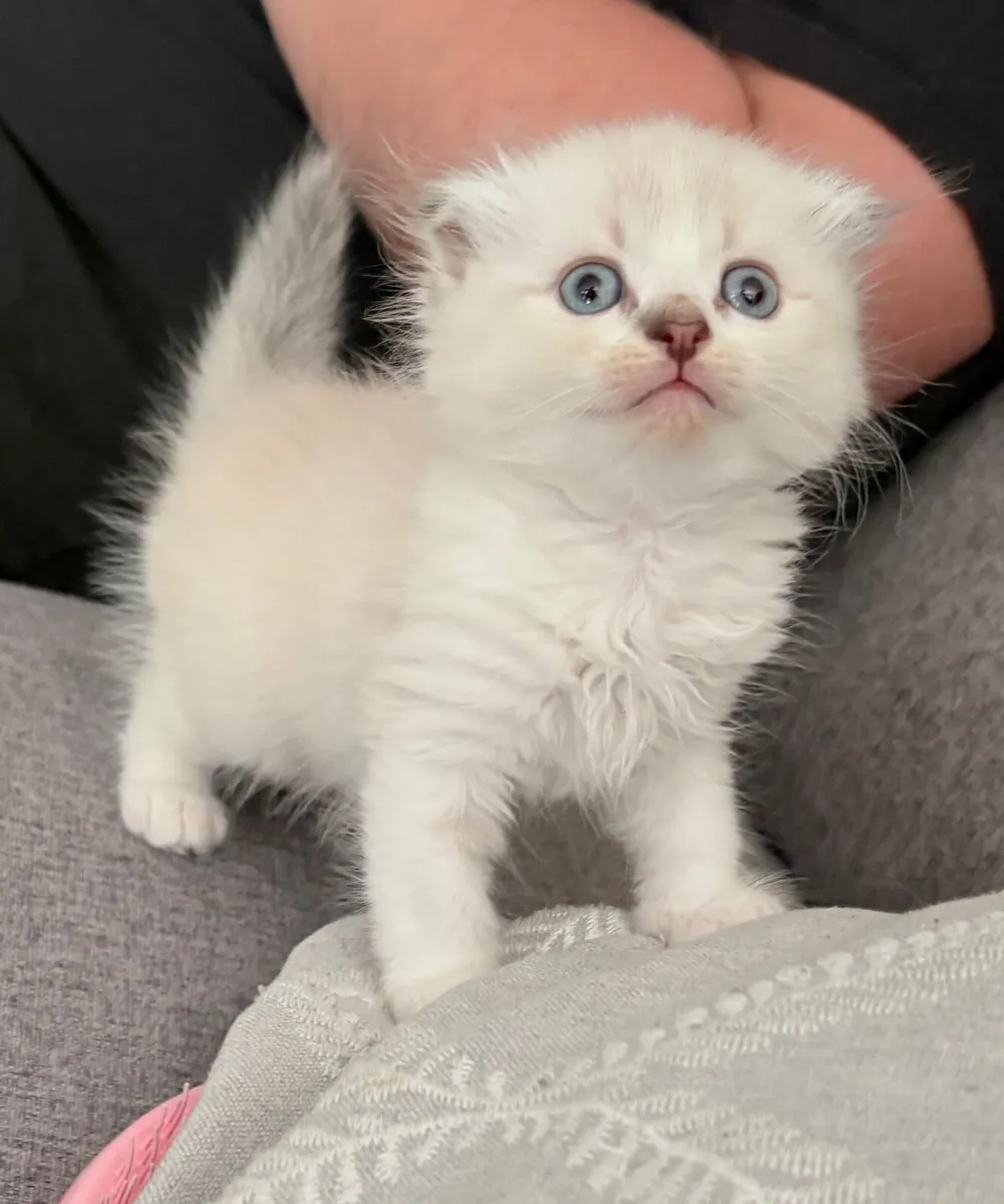 Scottish fold kittens blue eyes , price under add - Image 1