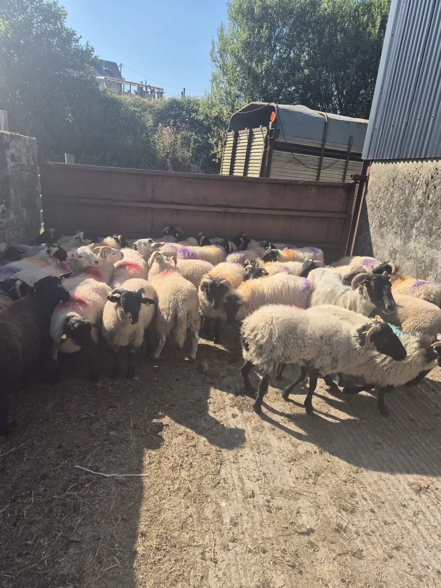 Ram lambs