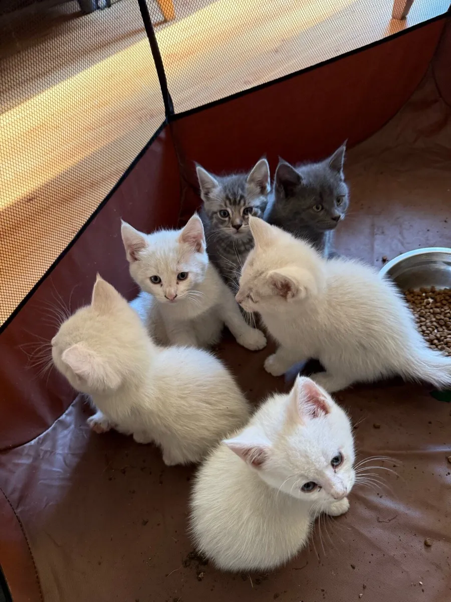 Kittens - Image 1