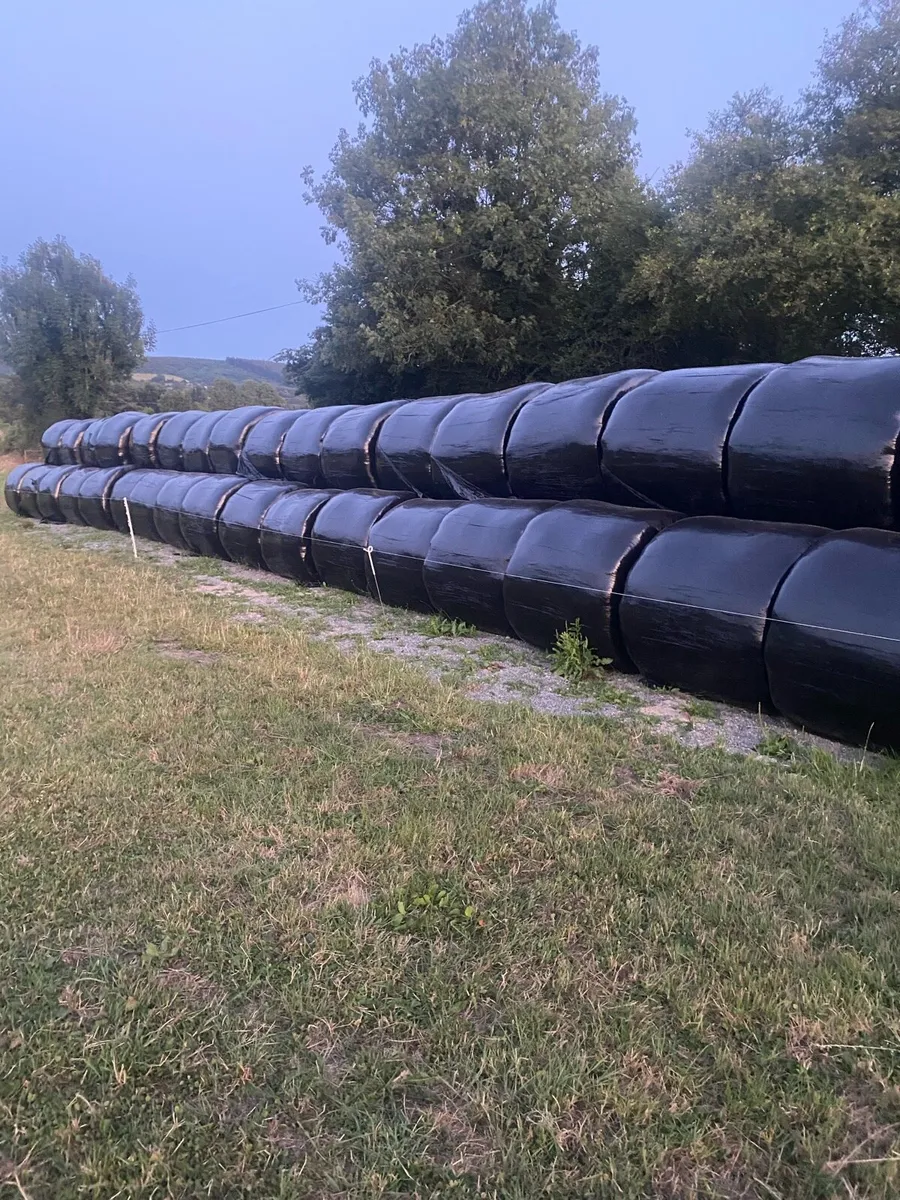 Silage bales - Image 1