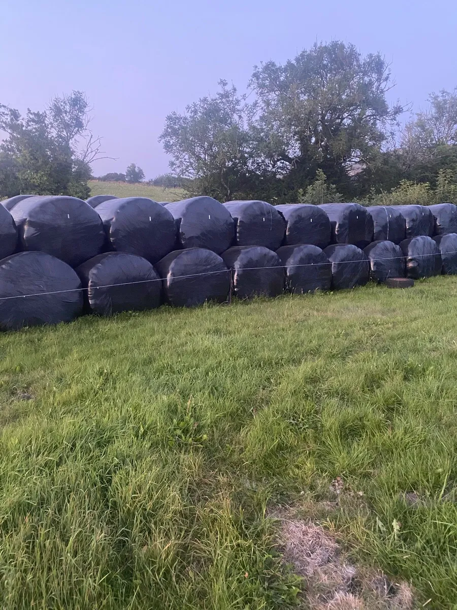 Silage bales - Image 3