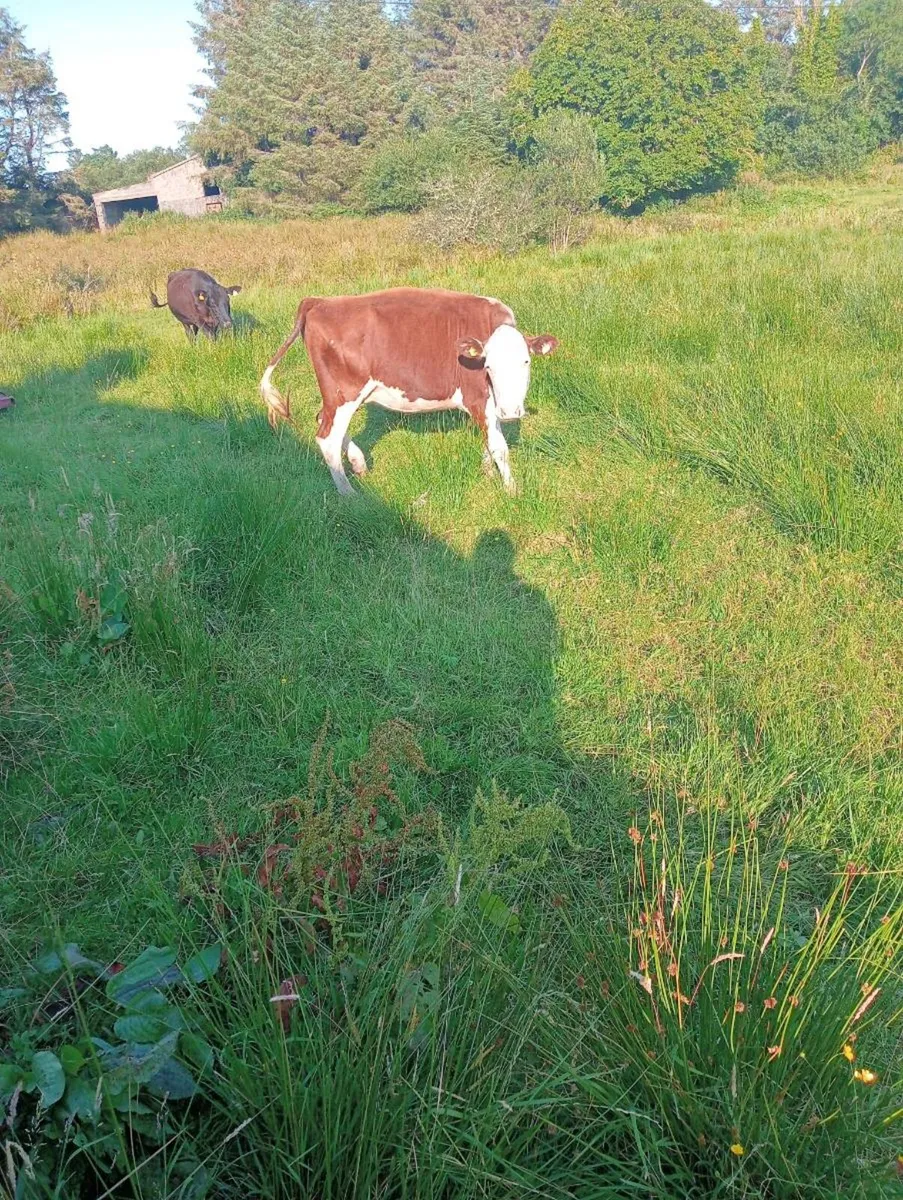 Cows - Image 1