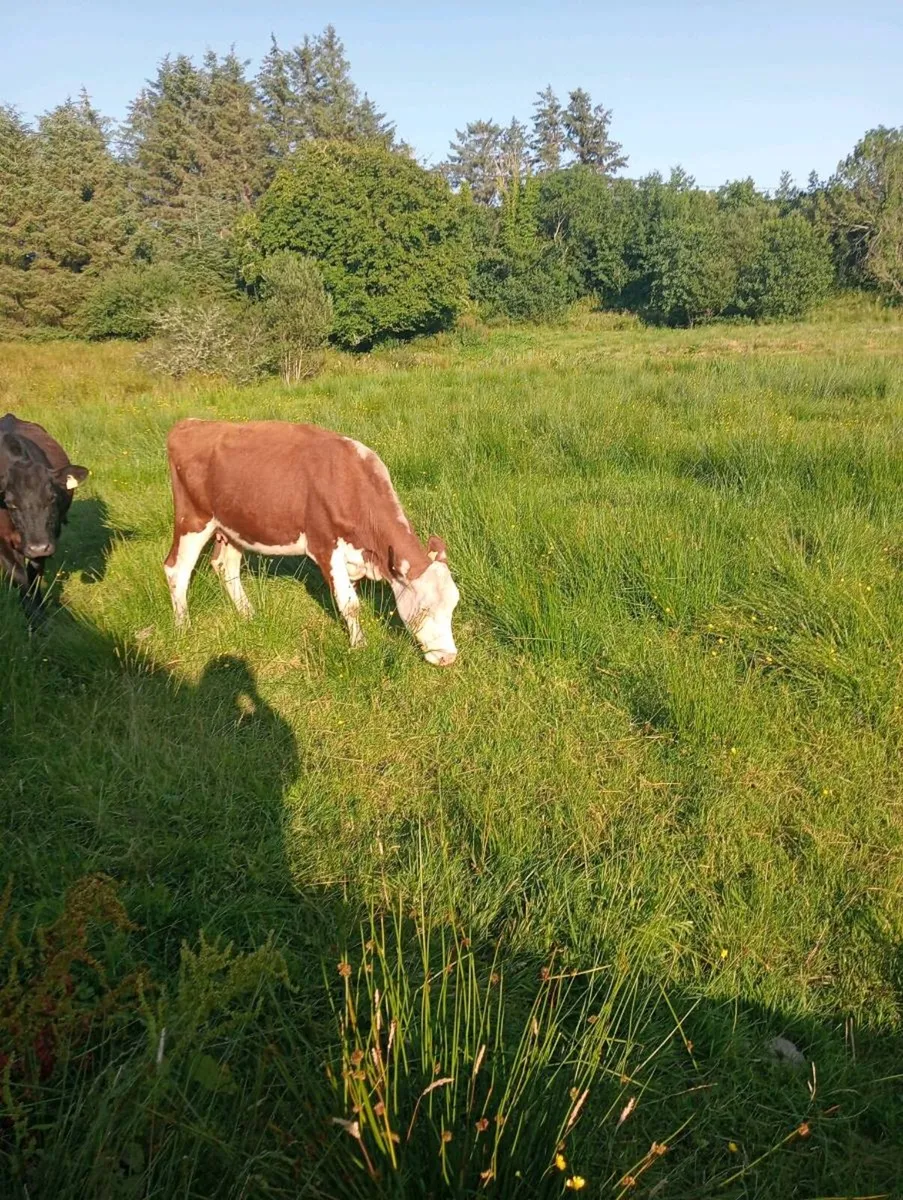Cows - Image 2