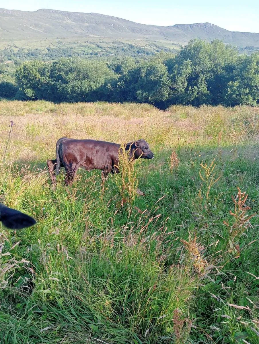 Cows - Image 3