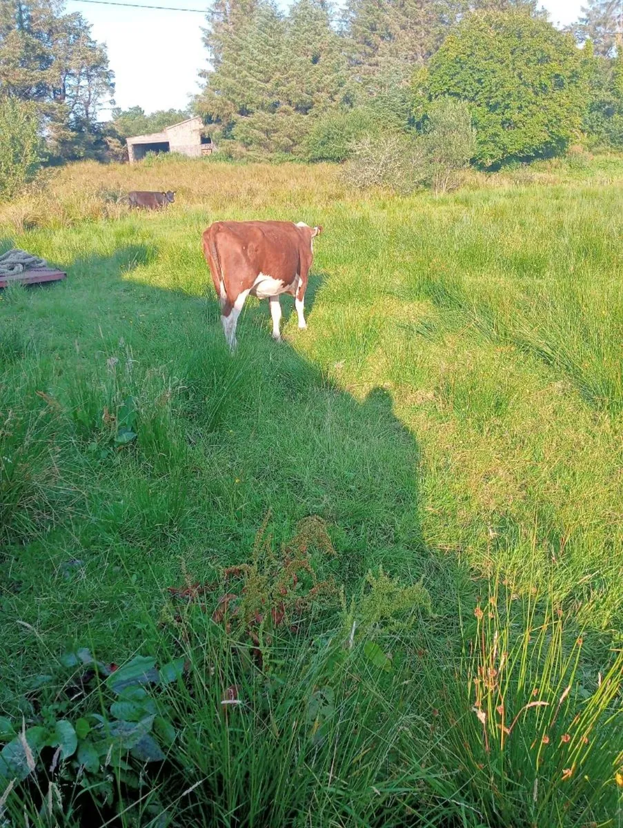 Cows - Image 4