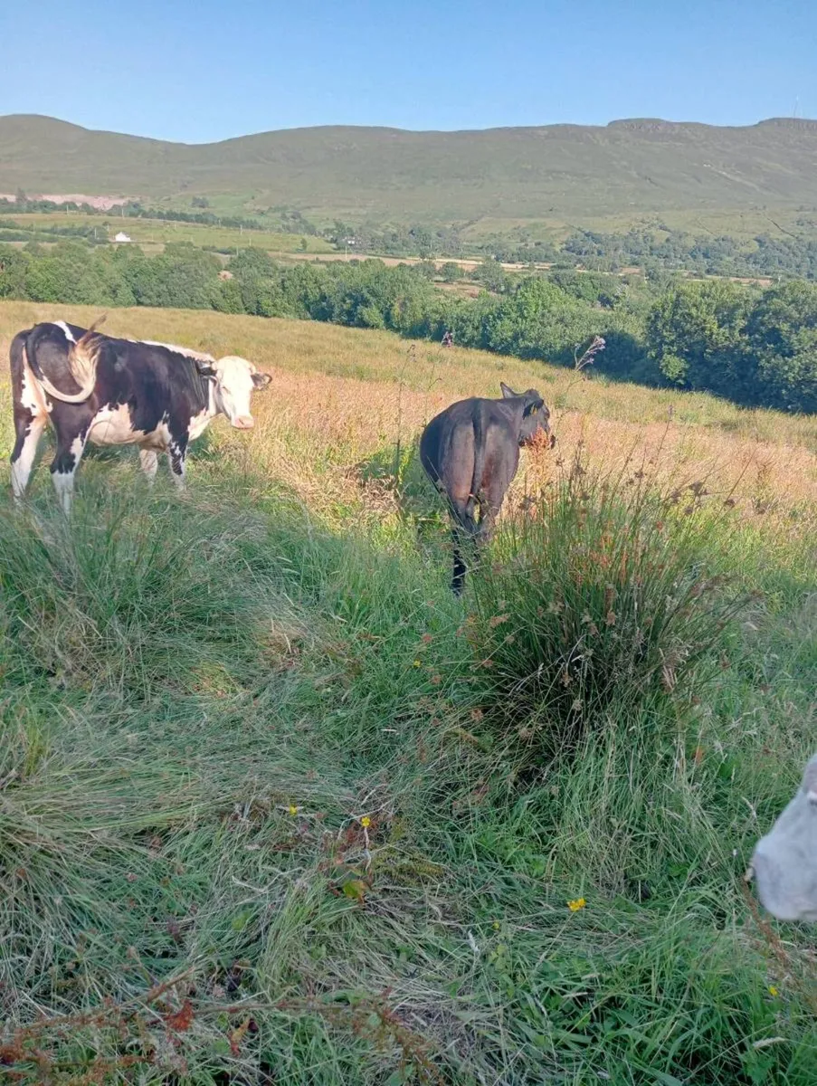 1 weaning bull calf - Image 2