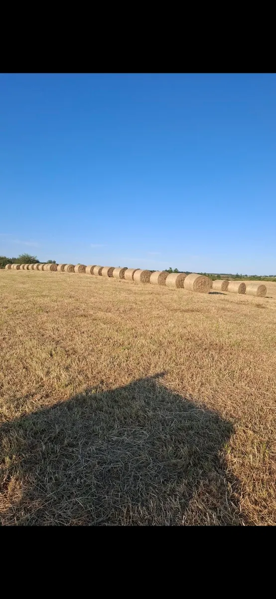 TOP QUALITY BALES OF HAY - Image 1