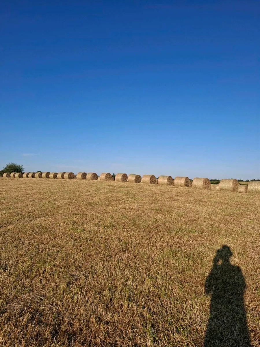 TOP QUALITY BALES OF HAY - Image 2