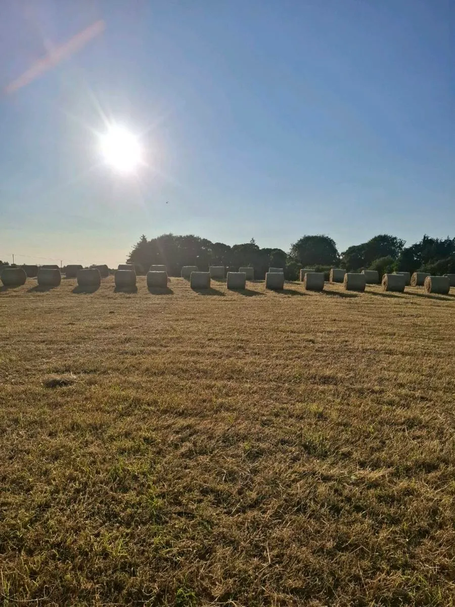 TOP QUALITY BALES OF HAY - Image 3