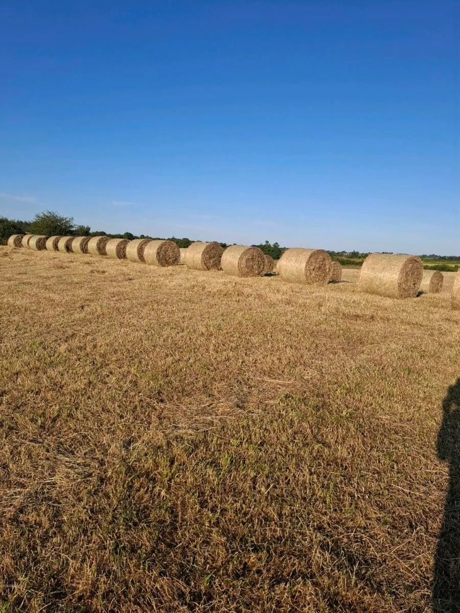TOP QUALITY BALES OF HAY - Image 4