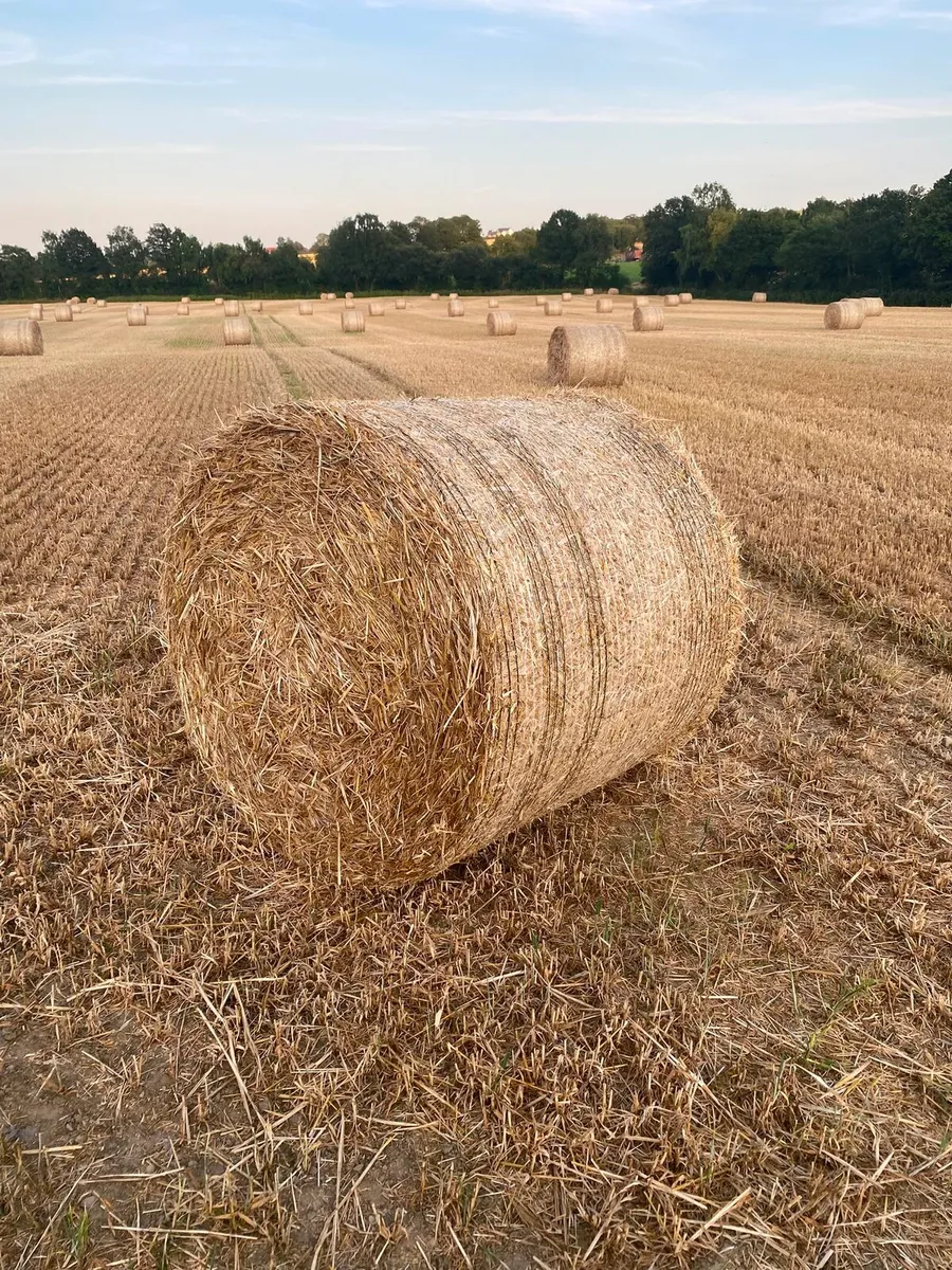 Winter barley straw.