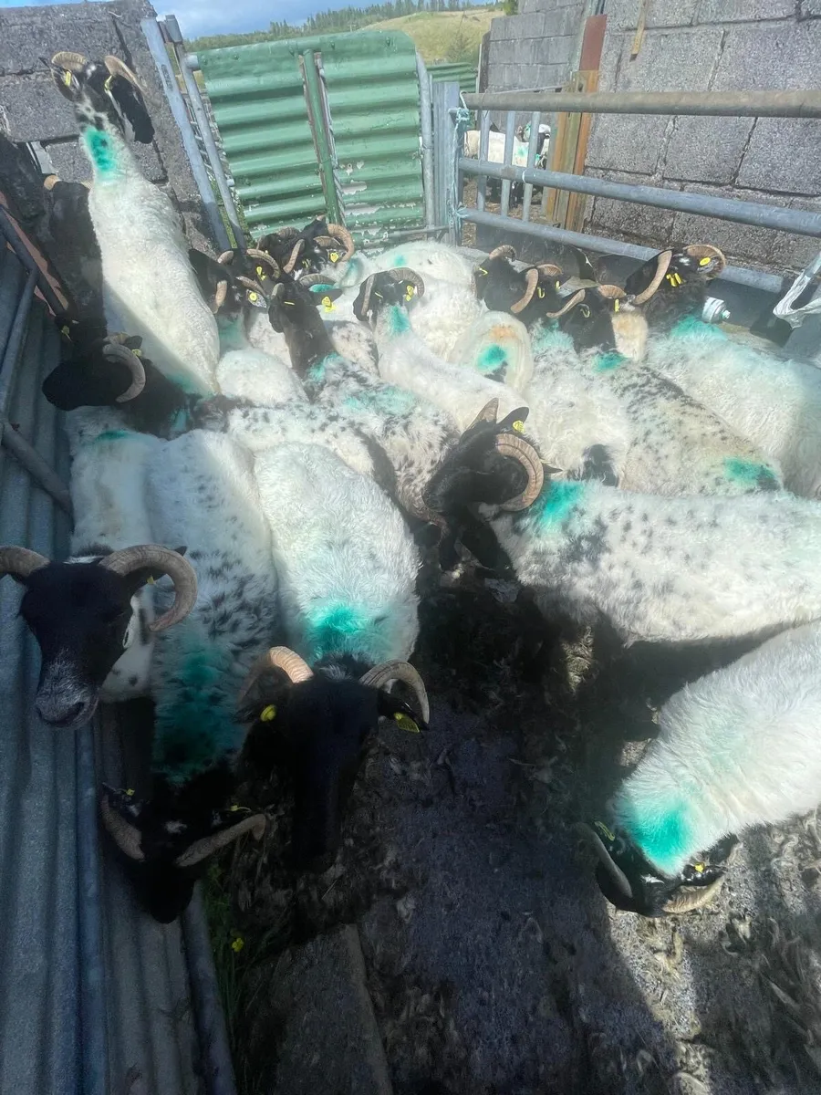40 Mountany hoggets - Image 1
