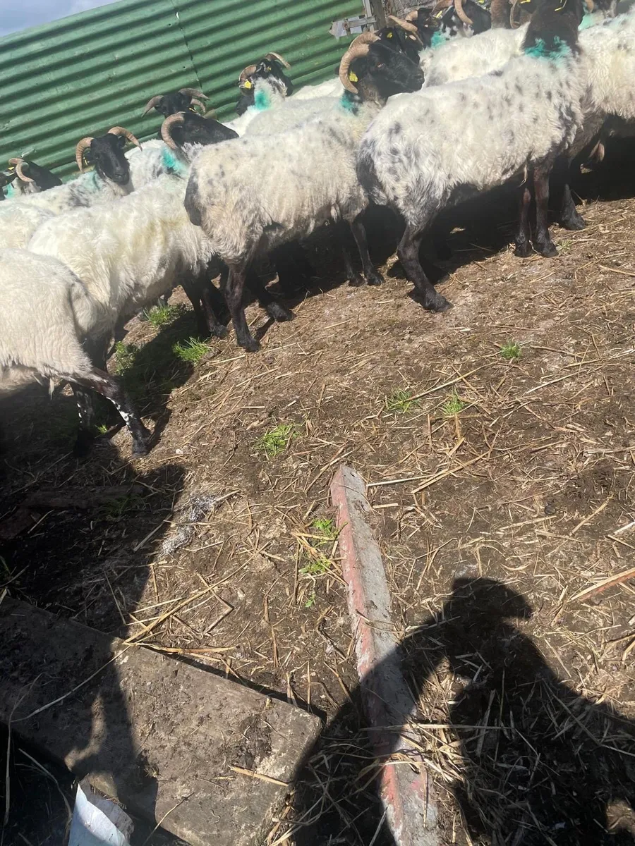 40 Mountany hoggets - Image 2